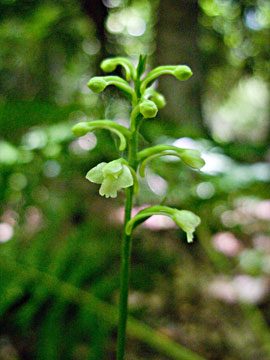 flower head